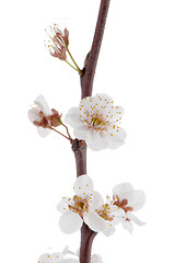 Image showing Spring cherry blossom,Closeup. 