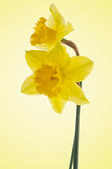 Image showing Jonquil flowers