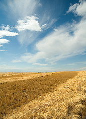 Image showing Ripe barley 4