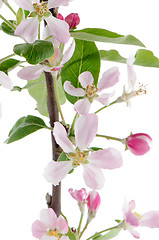 Image showing Closeup of Apple blossoms