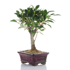 Image showing Chinese green bonsai tree