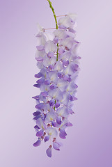 Image showing Wisteria flowers