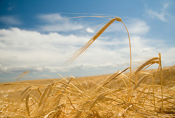 Image showing Ripe Barley 1