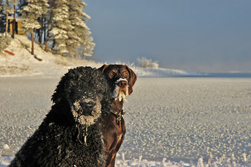 Image showing Cold dogs