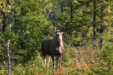 Image showing Elk at the edge of a forest