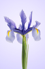 Image showing Purple lily flower
