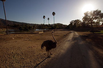 Image showing Ostrich