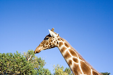 Image showing Giraffe Close-up