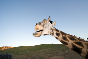 Image showing Giraffe Close-up