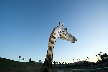 Image showing Giraffe Close-up