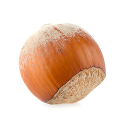 Image showing Hazelnut