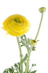 Image showing Eustoma flower