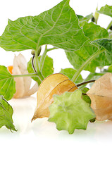 Image showing Physalis