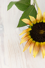 Image showing Sunflower flower