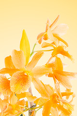 Image showing Beautiful orange dendrobium flowers