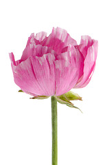 Image showing Eustoma flower