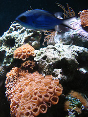 Image showing Underwater series