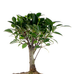 Image showing Chinese green bonsai tree