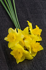 Image showing Yellow jonquil flowers