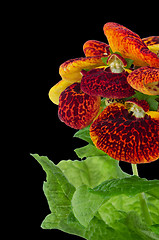 Image showing Closeup of yellow and red calceolarua flowers