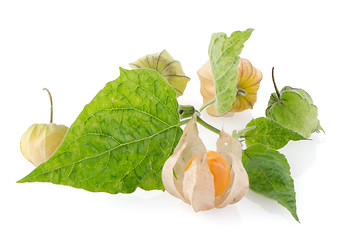 Image showing Physalis