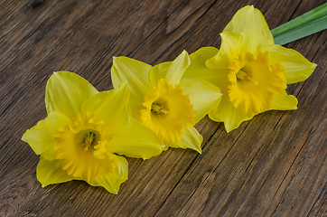 Image showing Jonquil flowers