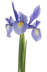 Image showing Purple lily flower