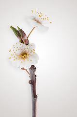 Image showing Spring cherry blossom,Closeup. 