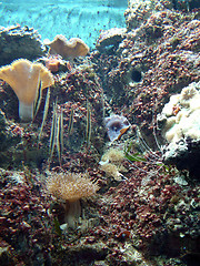 Image showing Underwater series