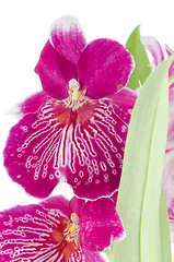 Image showing Pansy Orchid - Miltonia Lawless Falls 