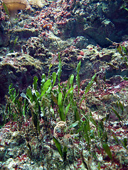 Image showing Underwater series