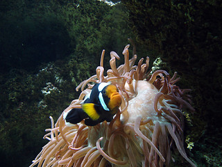 Image showing Underwater series