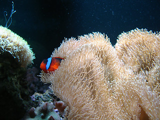 Image showing Underwater series