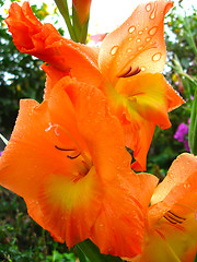 Image showing beautiful flower of gladiolus