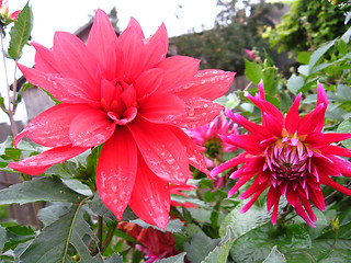 Image showing beautiful flower of Dahlia