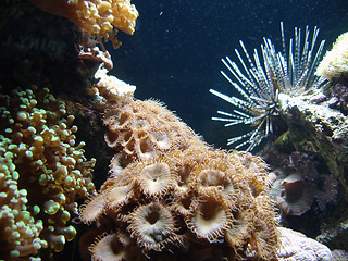 Image showing Underwater series