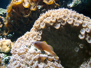 Image showing Underwater series