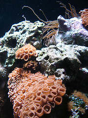 Image showing Underwater series