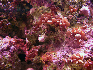 Image showing Underwater series