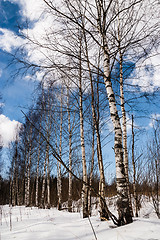 Image showing winter trees