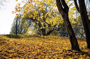 Image showing park covered golden autumn maple tree leaves 