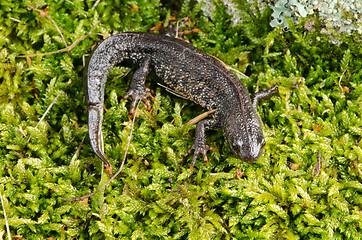 Image showing newt triton eft cold-blooded amphibian crawl moss  