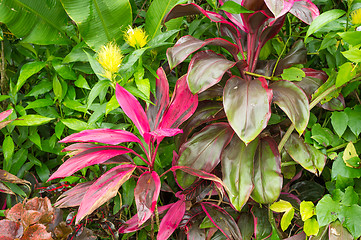 Image showing Tropical vegetation