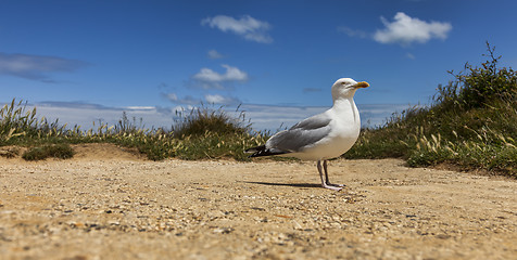 Image showing The European Herring Gull on the Etretat