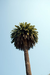 Image showing Tropical Palm tree