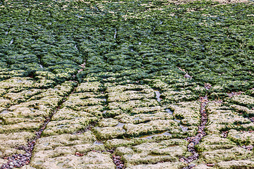 Image showing Beach in Etretat- Detail