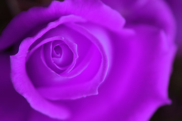 Image showing rose background