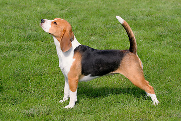 Image showing The typical Beagle on the green grass 