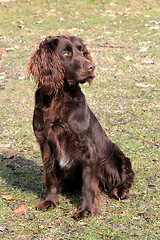 Image showing The portrait of German Spaniel  