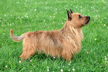 Image showing Australian Terrier dog 